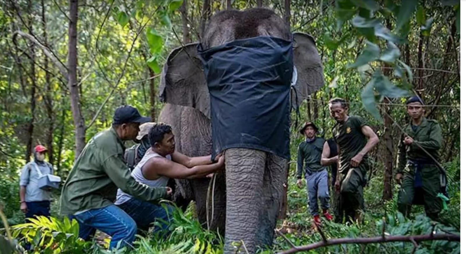 BKSDA Sumsel Pasang GPS Collar Sebagai Upaya Lestarikan Gajah Sumatera