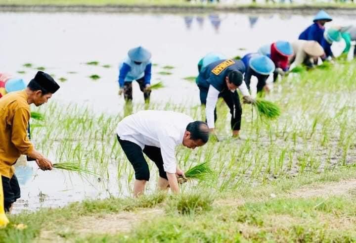 Tanam Padi Bersama Petani di Tuban, Presiden Apresiasi Penggunaan Pupuk Organik
